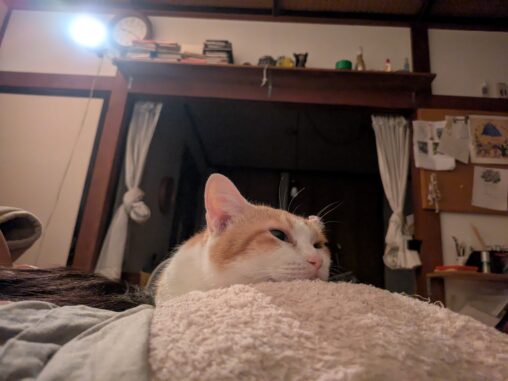 枕の上みーぐー