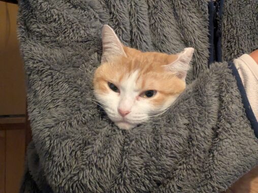 ヘッドロックねこ